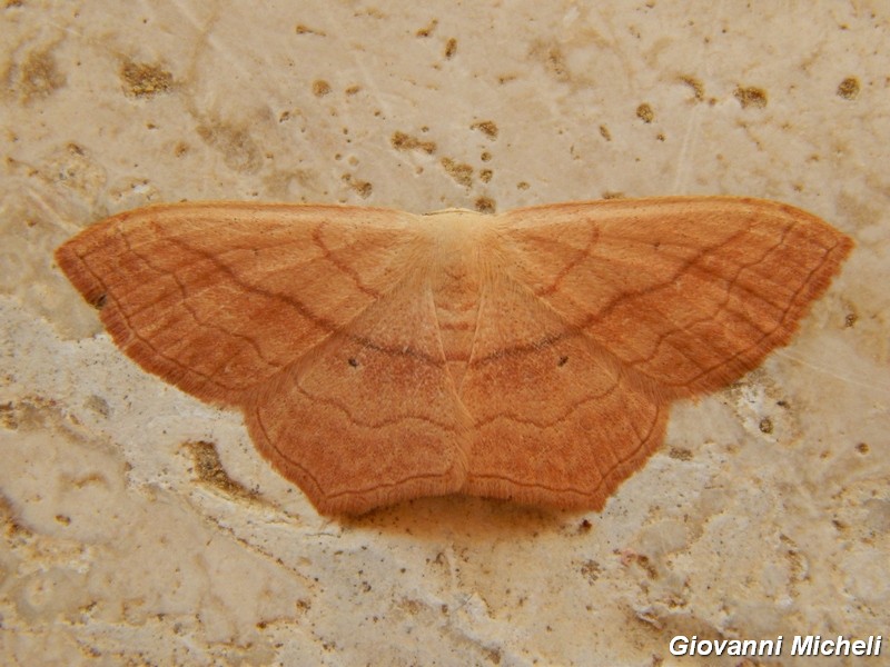 Richiesta Id Geometridae